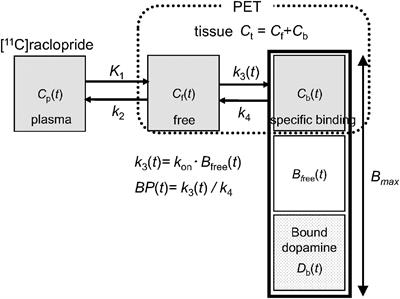 Measurement of Striatal Dopamine Release Induced by Neuropsychological Stimulation in Positron Emission Tomography With Dual Injections of [11C]Raclopride